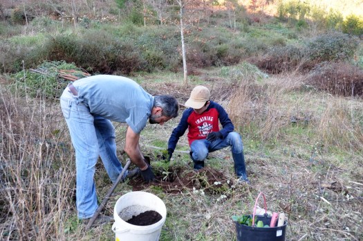 Plantação de medronheiros