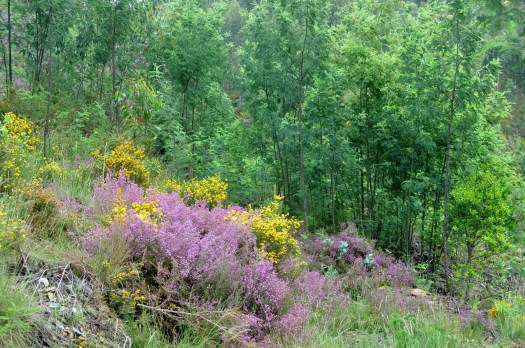 Sempre e ainda as mimosas