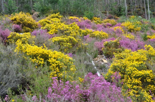 Mancha de matagal em solo pobre