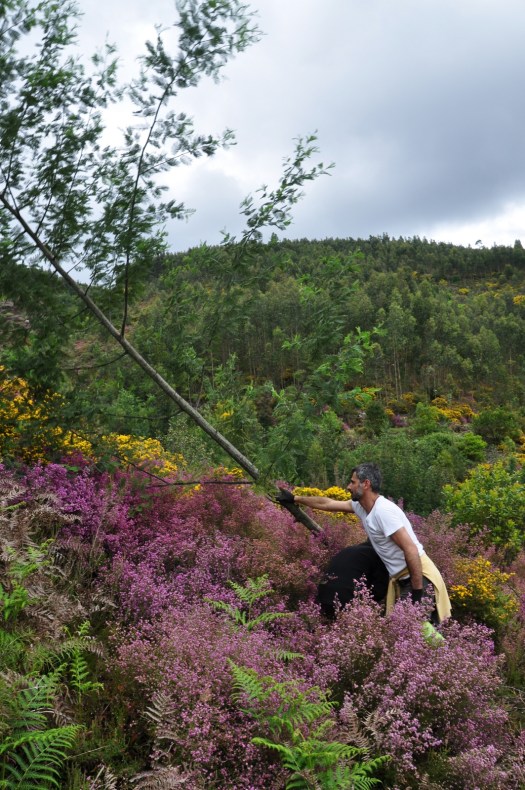 Corte de uma mimosa; lá ao fundo, o vale
