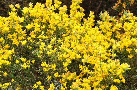 Detalhe da flor da carqueja