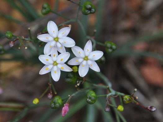 Simethis mattiazzi, e suas delicadas flores