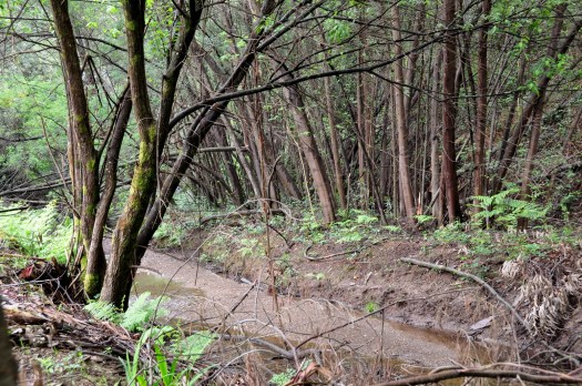 Mimosas dominando a margem