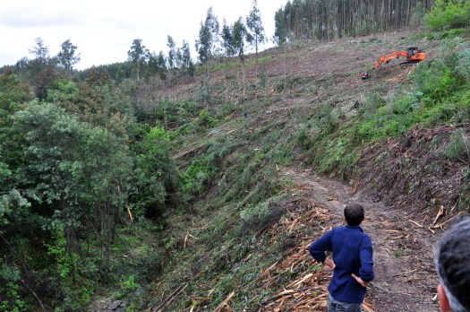 Voluntários observam recuperação de eucaliptos nuam zona muito declivosa