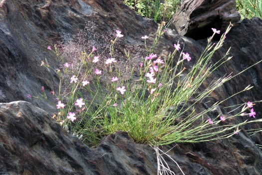 Cravos-rosados (Diathus lusitanus), uma planta 