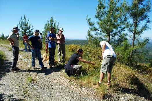 Observação da flora