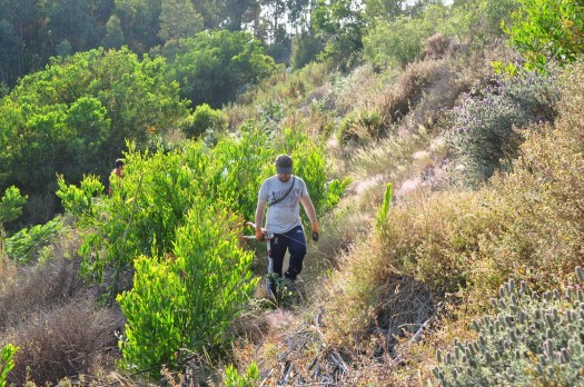 Esta área já esteve densamente invadida. Mas agora já se observam espécies nativas como o rosmaninho