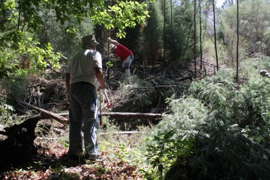 Trabalhos de acompanhamento: corte de mimosas
