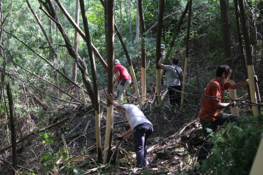 Equipa descascando mimosas