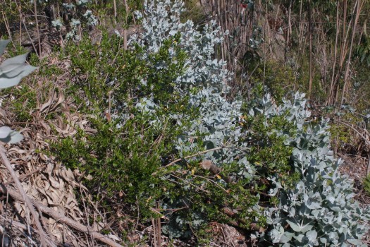 Murtas que conseguiram resistir a décadas de cultivo de eucaliptos! 