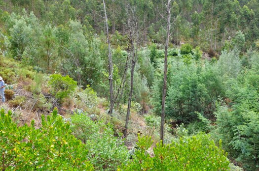 Ver para crer: quatro mimosas queimadas em 2005 ainda em pé!