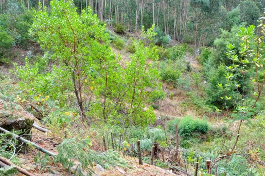 Os medronheiros eram, neste solo rochoso e agreste, as principais plantas nativas