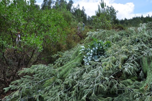 A vegetação cortada foi devidamente arrumada, para não estorvar trabalhos posteriores