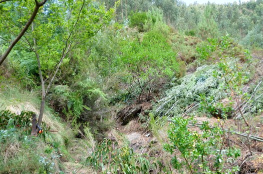 Vista do vale, já pelo final da manhã