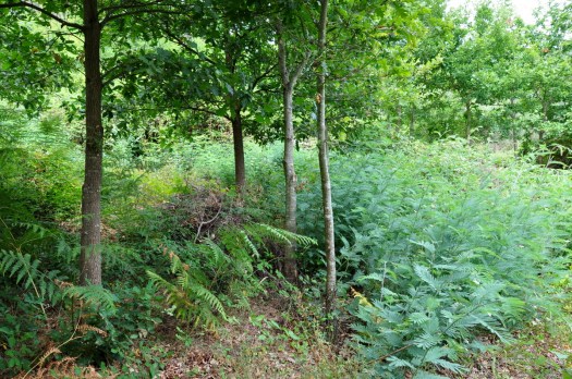 Carvalhal e rebentação de mimosas