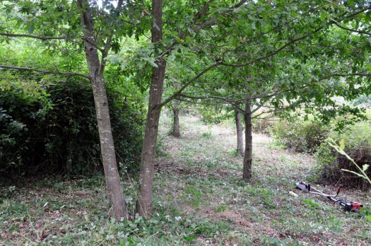 Após um trabalho de limpeza com motorroçadora