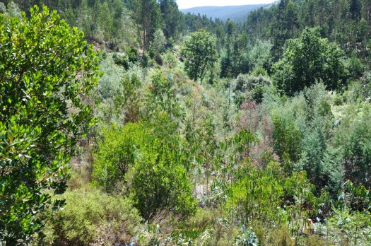 Perspectiva da paisagem, a montante