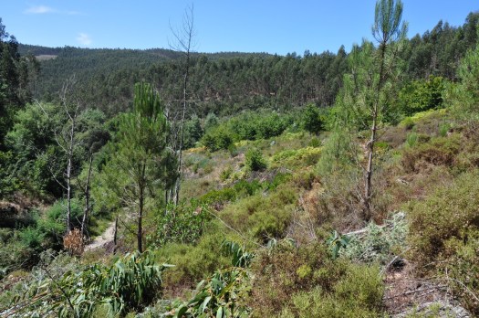 A jusante, a mancha de carvalhal do Cambedo