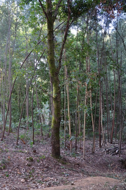 Comparem com a foto acima... Não vêm diferença?!