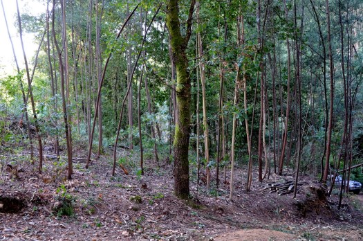 E desta perspectiva?