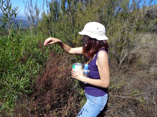 Apanha dos frutos de lentisco