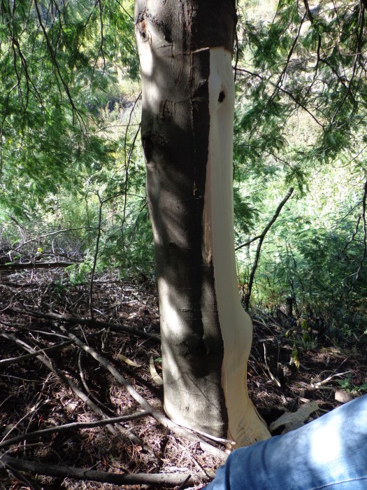 Descasque de uma mimosa