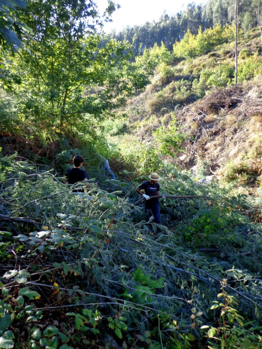 Trabalhos no mimosal