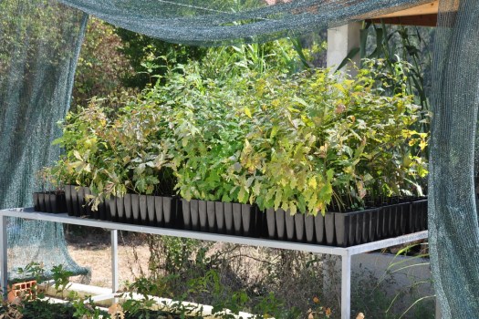 Carvalho-roble em viveiro local