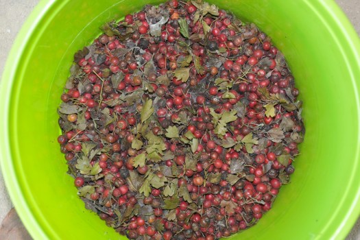 Frutos de pilriteiro