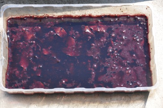 Frutos de amieiro-negro em fase de extracção "húmida"