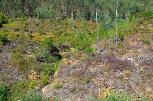 O vale nº 6 evidenciando já os trabalhos recentemente aí realizados