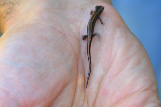 Uma salamandra bebé