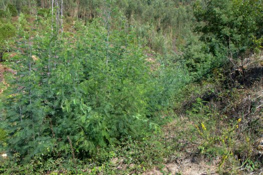 Oops! Aqui as mimosas voltaram em força