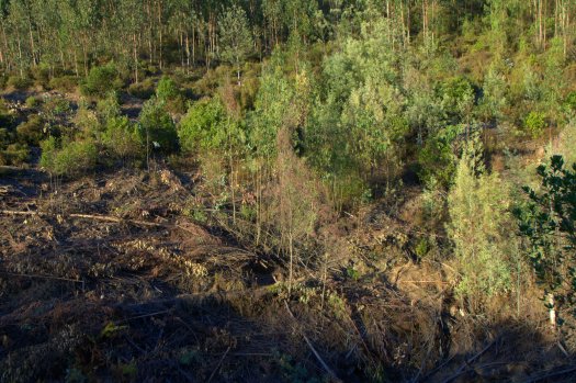 Vista da encosta do lado norte, a montante do vale nº 6