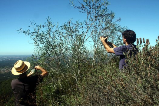 Apanha dos frutos de lentisco