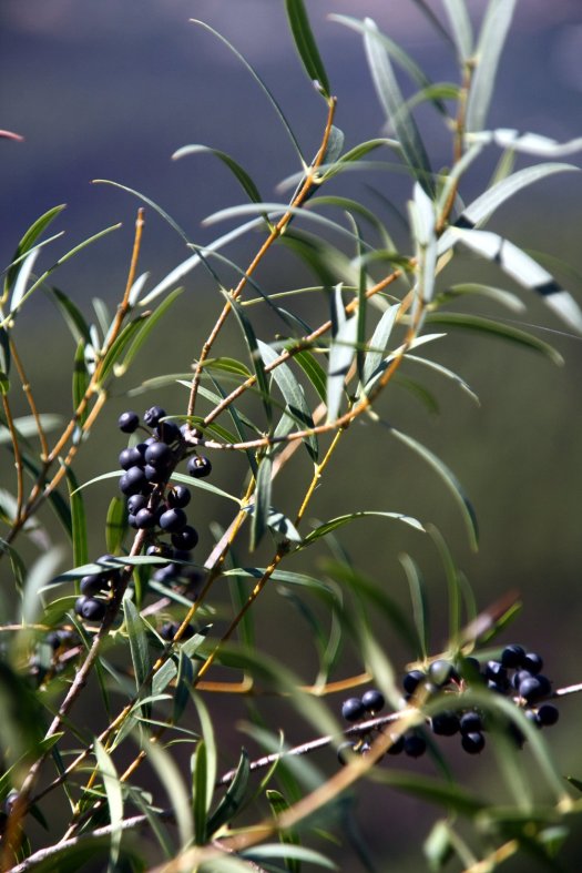 Os frutos do lentisco