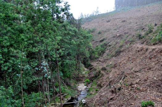 A norte, encosta íngreme, e eucaliptal recentemente cortado. Junho