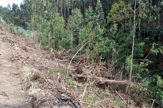 Depois do vale de Junqueiro, em Abril