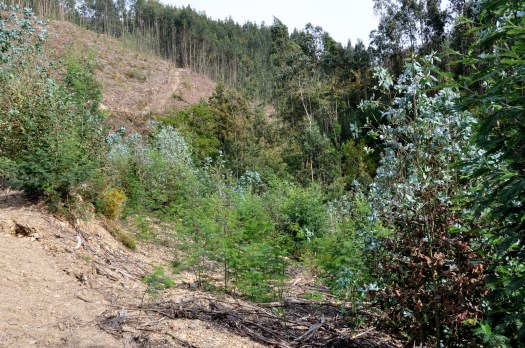 Parcela com rebentação de eucalipto e mimosa