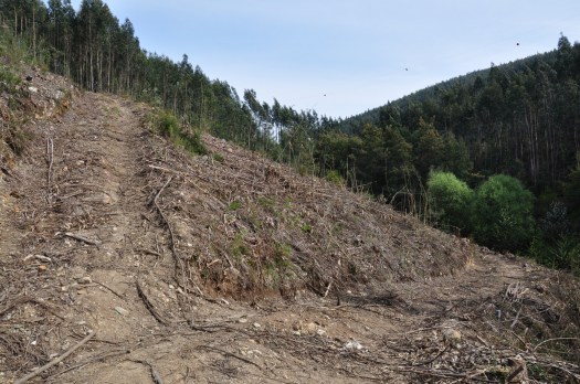 O caminho que sobe segue para o Feridouro, ou outro desce para a Chousa