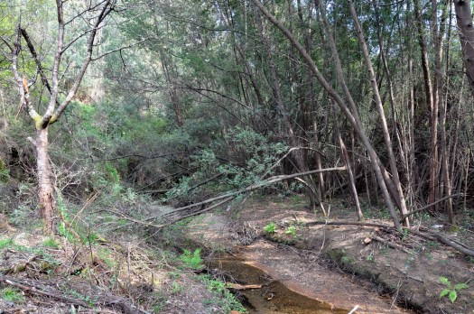 Aqui há uma parcela de intervenção na margem sul, mas com muitas mimosas. Abril