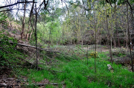 Ocupação actual da terra da Chousa