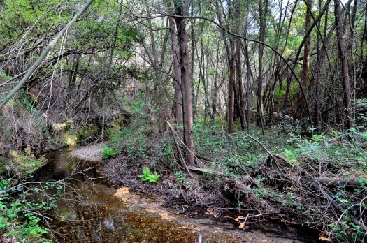 Alguns metros para montante