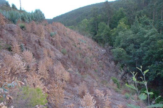 A encosta adjacente à represa da foto anterior, agora em Outubro , já com a rebentação de eucalipto "tratada"