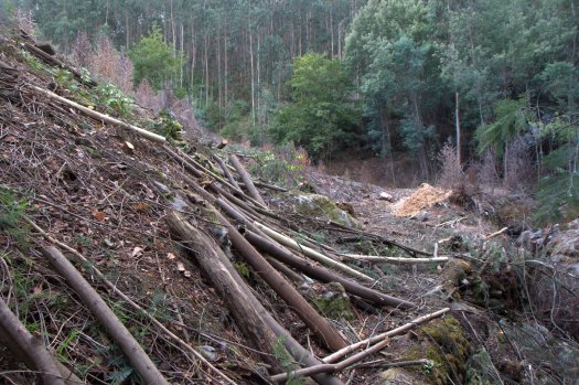 Em Outubro ainda se cortavam aqui as últimas mimosas