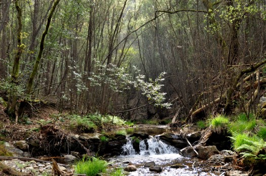 Pequena represa. Em segundo plano, "bosque" de mimosas