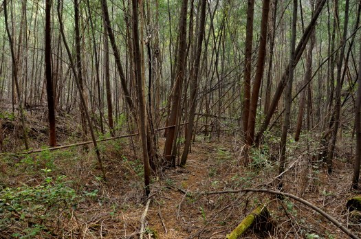 A leira da margem norte