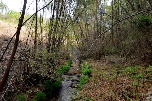 Na margem sul, uma antiga parcela agrícola; na margem norte eucaliptal recentemente cortado. Abril