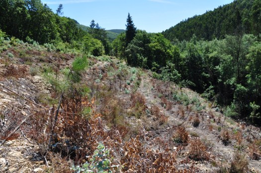 Perspectiva para montante da parcela, em Agosto. À direita mimosas e o ribeiro, à esquerda, carvalhal