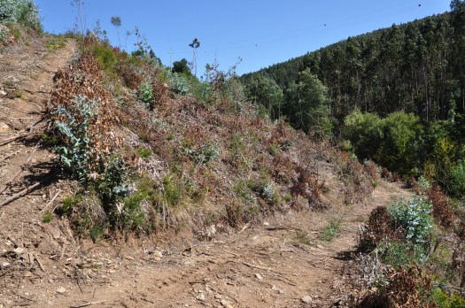 O mesmo local já em Agosto, depois de uma primeira pulverização da rebentação com herbicida